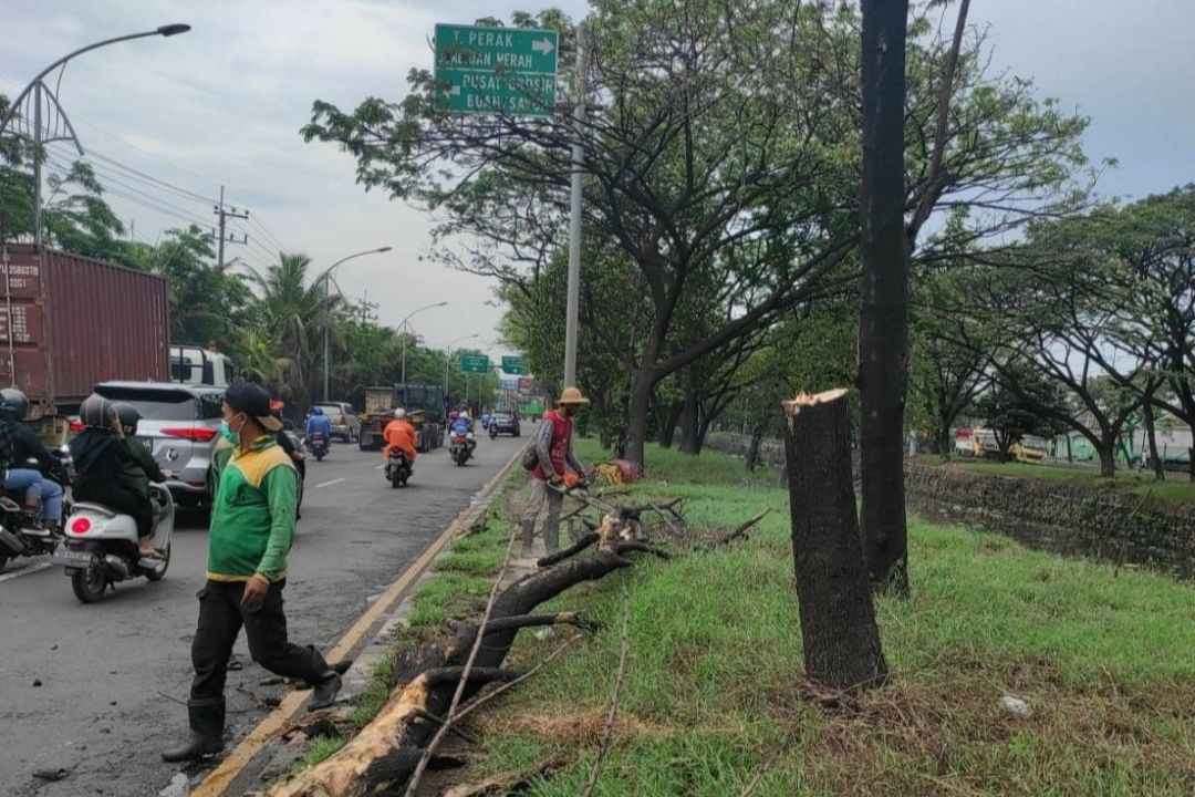 Musim Hujan, DKRTH Surabaya Bersihkan Gorong-gorong dan Potong Ranting