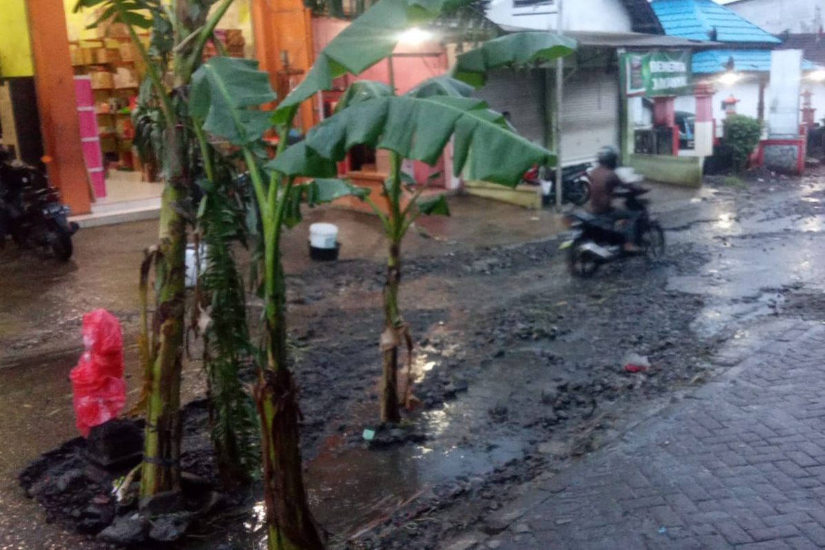 Jalan Rusak di Probolinggo Ditanami Pohon Pisang