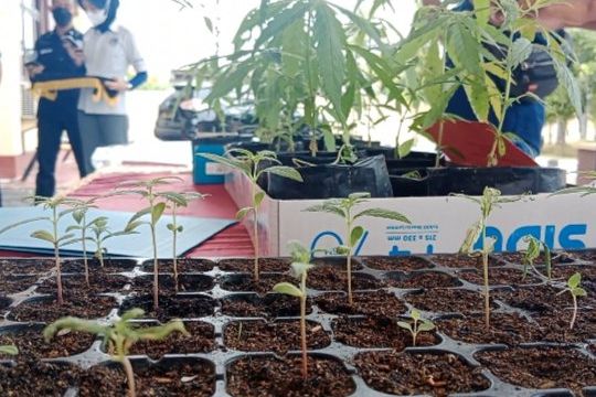 Polres Probolinggo Ungkap Budidaya Ganja di Lereng Gunung Bromo
