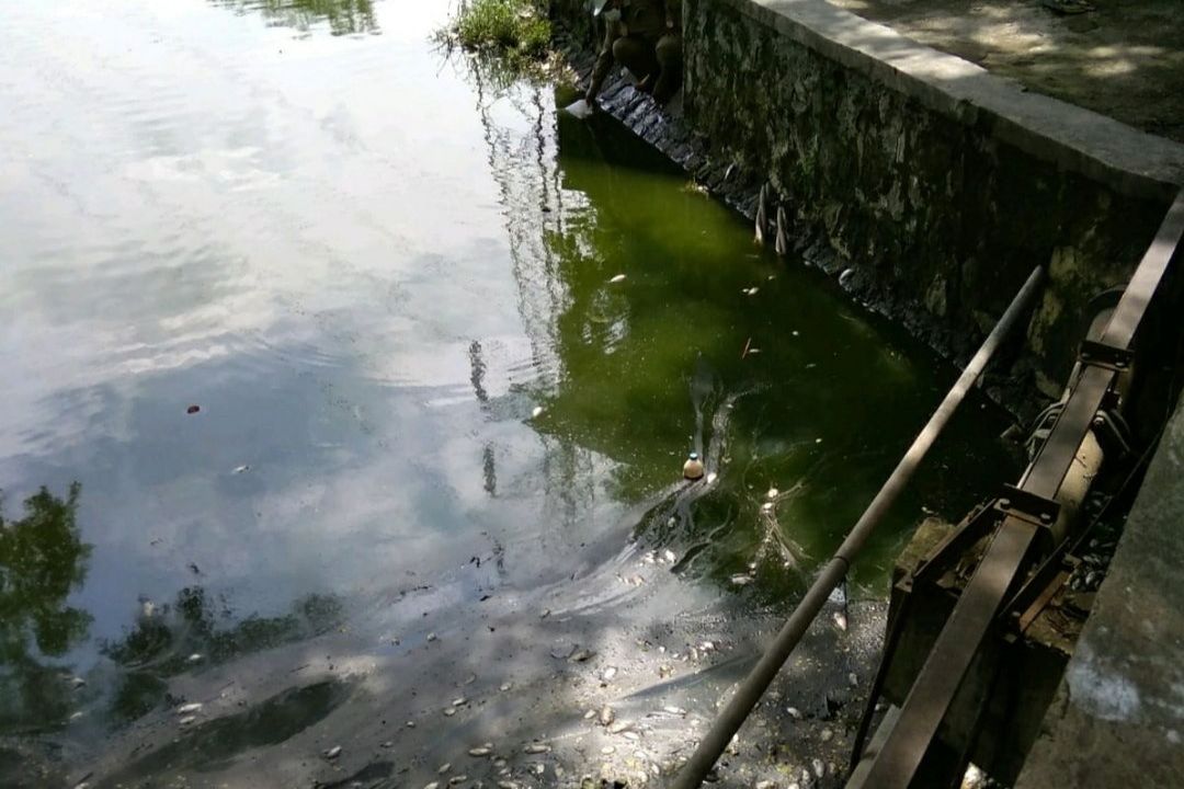 Ikan Mati di Waduk SIER, DLH Surabaya dan PT SIER Uji Lab Sampel Air