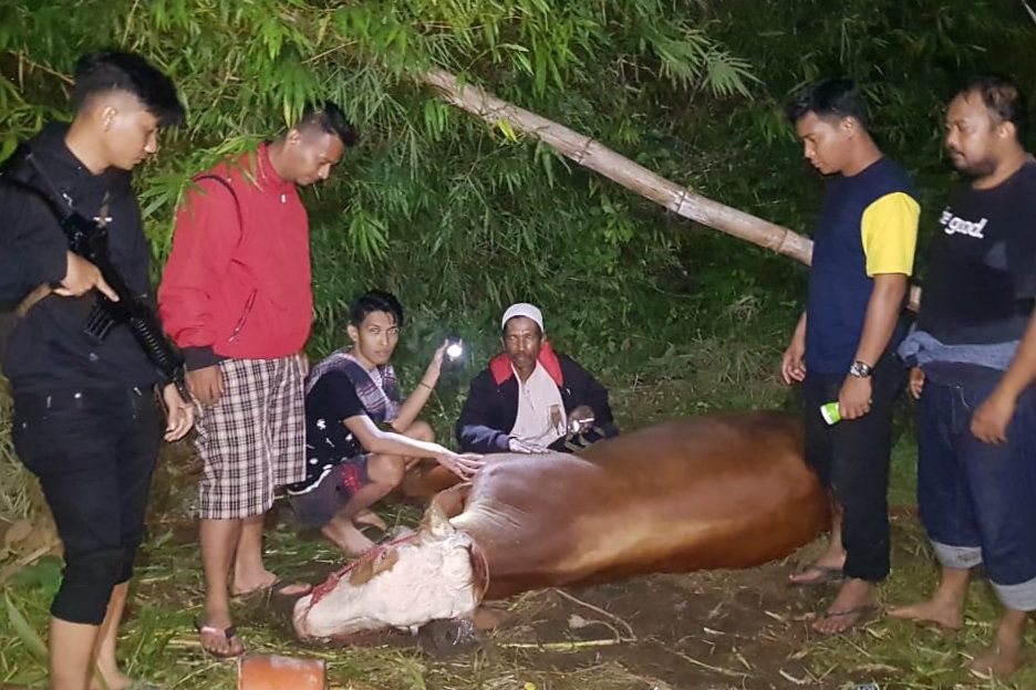 Sapi Betina Milik Warga Probolinggo yang Hilang Ditemukan di Lumajang