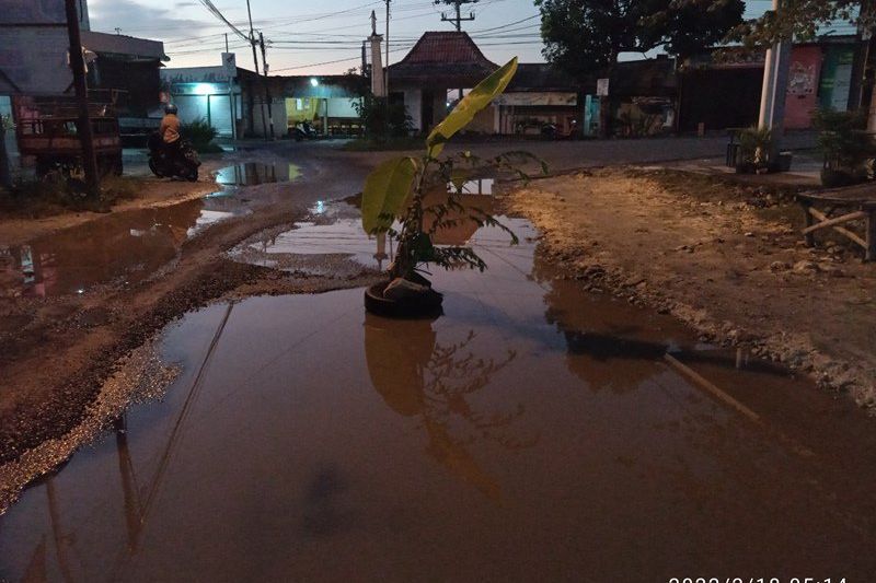 Rusak Berat, Warga Lamongan Tanam Pohon Pisang di Jalan Raya Glagah