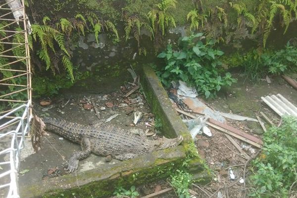 Tak Sanggup Lagi Merawat, Nenek Ini Serahkan Buaya Muara ke BKSDA