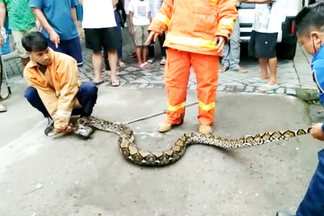 Damkar Gresik Evakuasi Ular Phyton Sepanjang 3 Meter dari Selokan