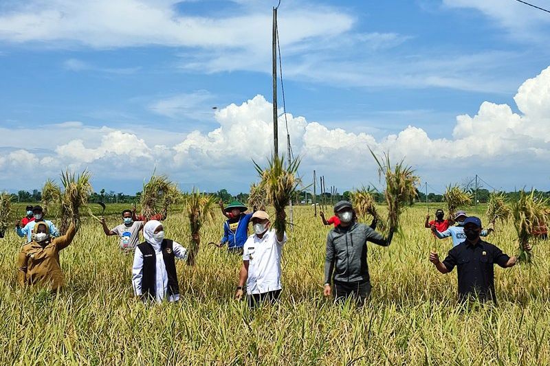 Khofifah Panen Padi Varietas Sunggal di Ponorogo, Diklaim Tahan Hama