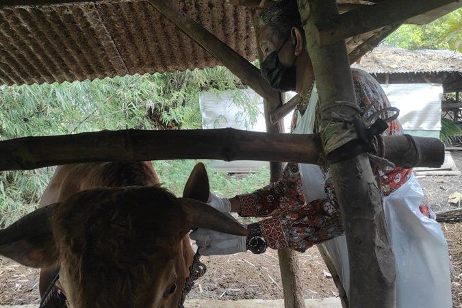 Atasi Penyakit Mulut dan Kuku, Sapi di Mojokerto Disuntik Antibiotik