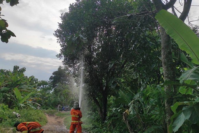 Evakuasi Sarang Tawon Setengah Meter, Petugas Damkar Mojokerto Disengat