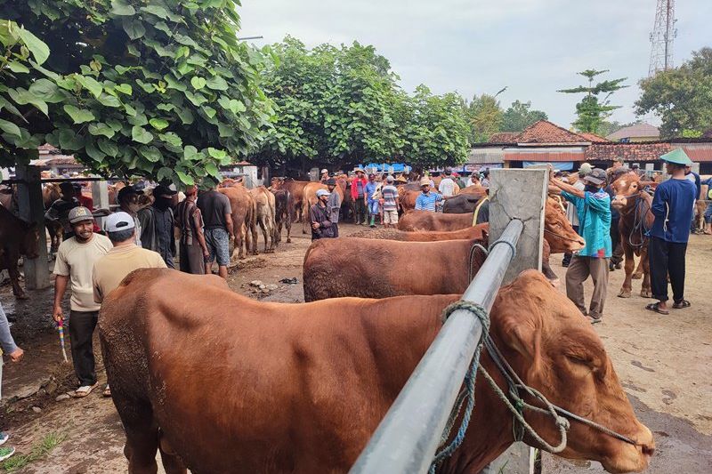 Hewan Ternak di Pasar Pahing Ponorogo Disidak, Begini Hasilnya