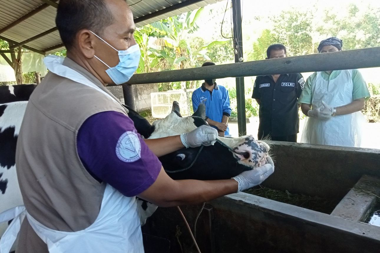 Wabah PMK Tidak Pengaruhi Penjualan Susu Sapi Segar di Madiun