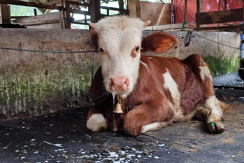 Lebih Dari 1.000 Sapi di Ponorogo Tertular PMK