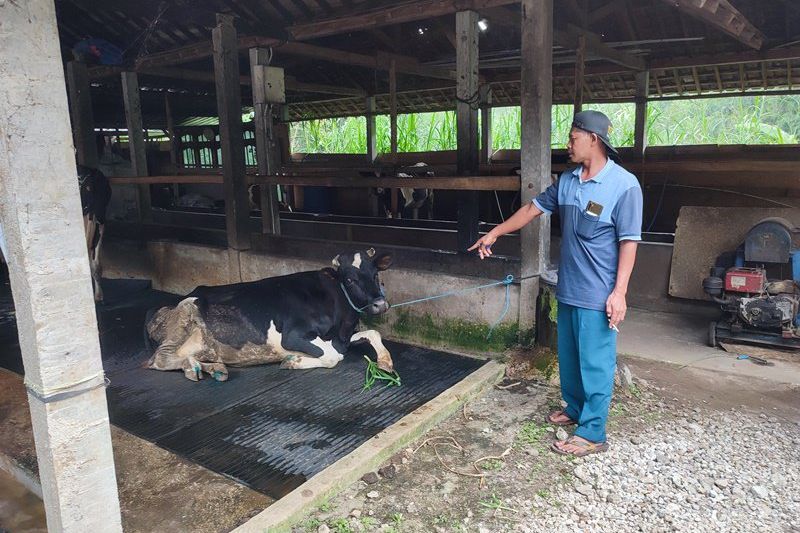 402 Sapi di Ponorogo Tertular PMK, Hampir 60 Persen Sapi Perah