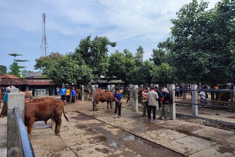 Dampak PMK, Harga Sapi Anjlok dan Pasar Hewan di Ponorogo Relatif Sepi