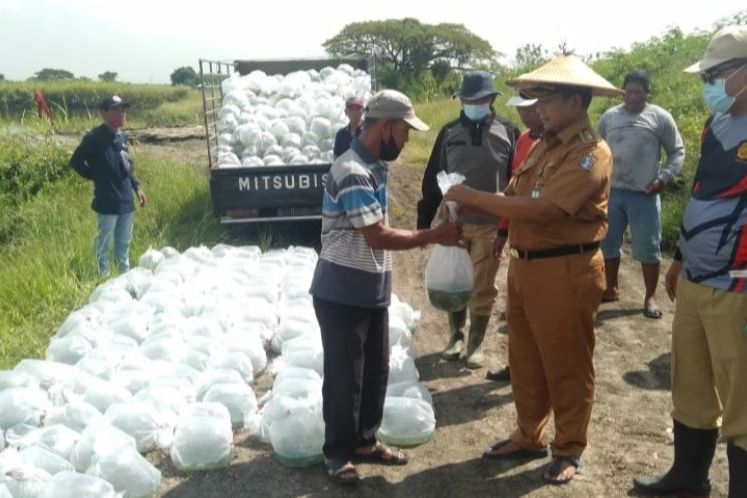 Puluhan Ribu Benih Bandeng Disebar di Lahan BTKD Pakal Surabaya