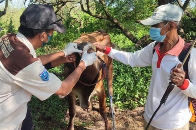 Kabupaten Probolinggo Dijatah 9000 Dosis Vaksin, Guna Tanggulangi Wabah PMK