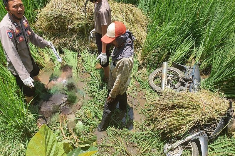 Petani Probolinggo Ditemukan Tewas usai Cari Rumput di Sawah