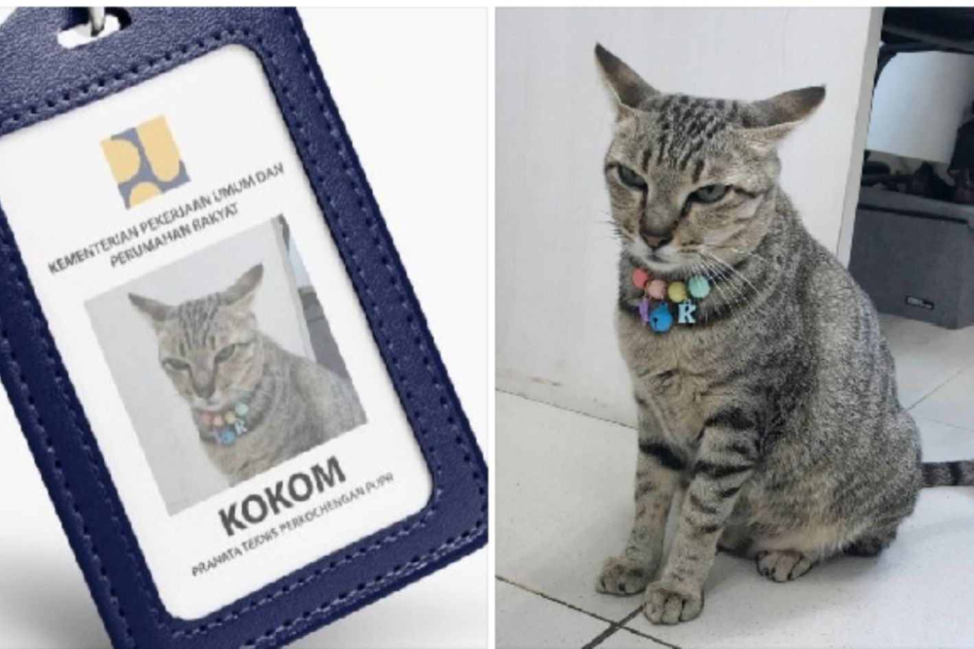 Kementerian PUPR Angkat Kokom si Kucing Betina Sebagai Pegawai Baru