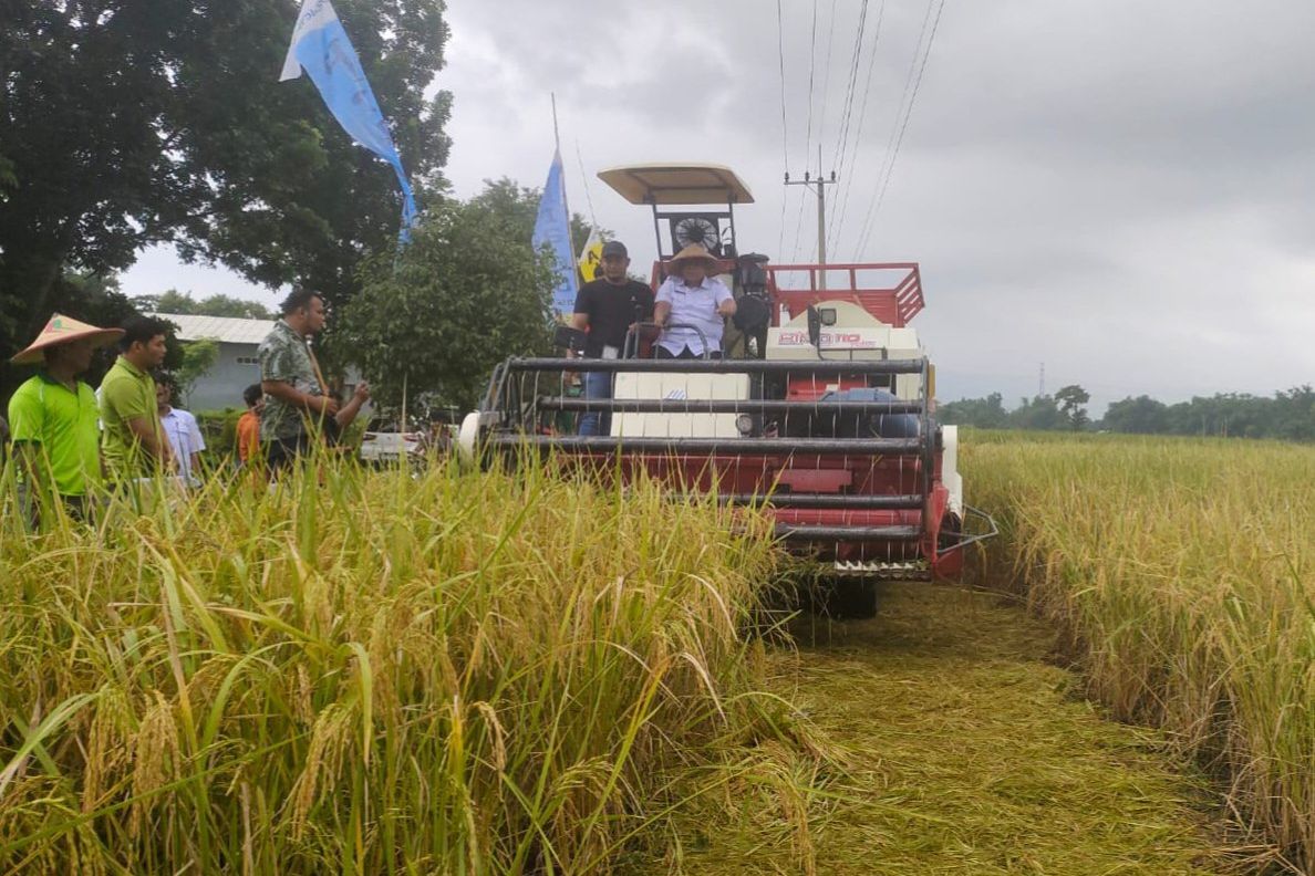Panen Raya Padi Pemkab Probolinggo Diharapkan Kendalikan Inflasi