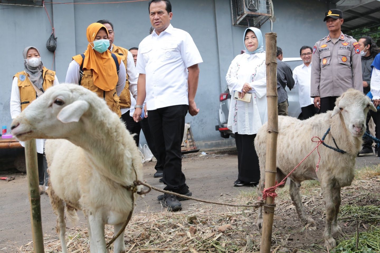 Sidak Hewan Kurban di Probolinggo, Petugas Temukan Domba Sakit Mata