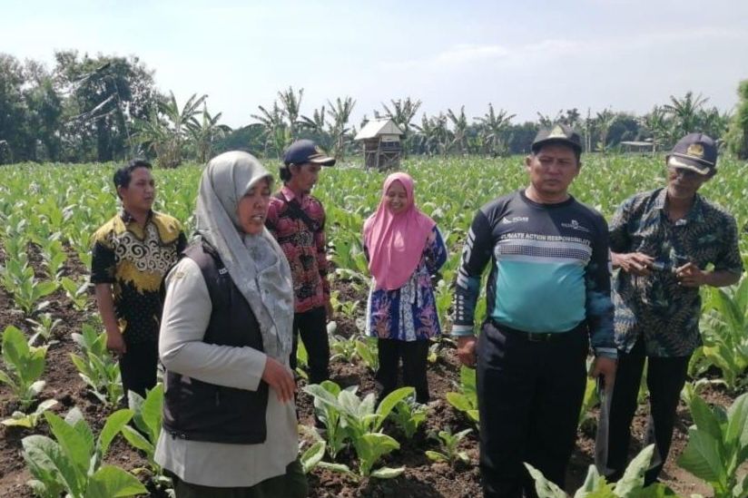 Atasi Hama Tembakau, Disperta Probolinggo Imbau Petani Gunakan Pupuk Organik dan Pestisida Nabati