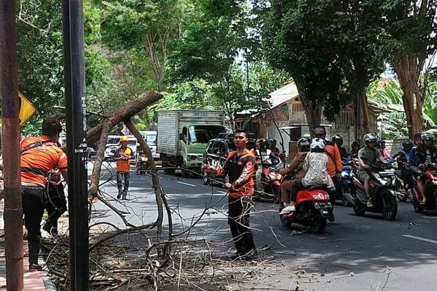 Cuaca Ekstrem di Musim Pancaroba, BPBD Banyuwangi Pangkas Dahan Pohon