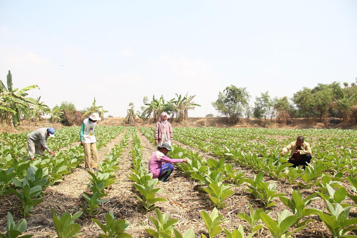 Gresik Kembangkan 18 Hektare Lahan Tembakau Petani