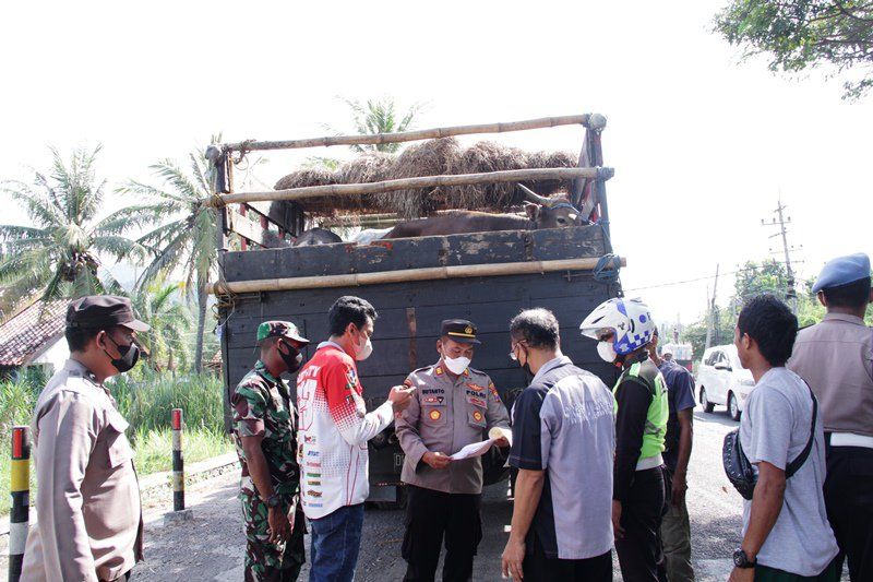 Sapi di Situbondo Positif PMK, Satgas Awasi Perbatasan Darat dan Laut