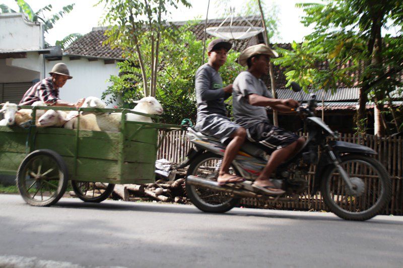 Dipengaruhi PPKM dan Cuaca, Transaksi Pasar Hewan Ternak di Situbondo Turun 25 Persen