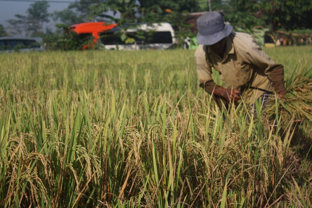 Ini Ancaman Petani Padi Jika Kemarau Panjang