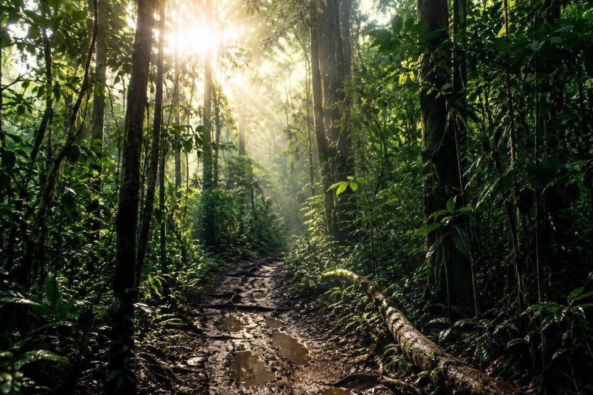 Jejak Terakhir Badak Kalimantan di Tengah Hutan yang Menyusut