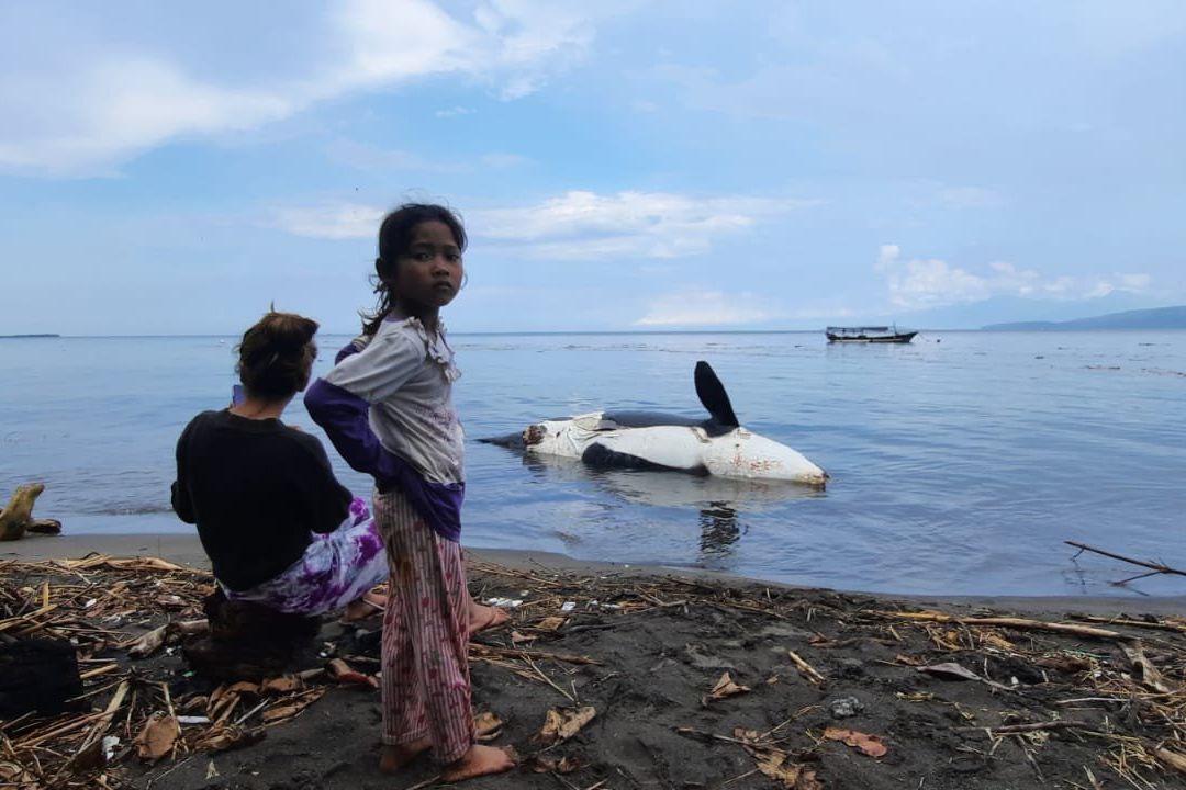 Kedokteran Hewan Unair Teliti Paus Orca Terdampar di Pantai Bangsring Banyuwangi