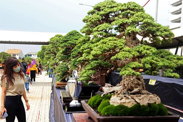 Ini Ratusan Pohon Bonsai Bersaing di Pameran dan Kontes Bonsai Nasional Surabaya
