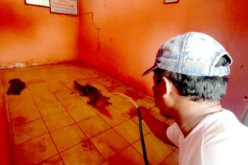 Gunakan Sarung, Warga Berhasil Amankan Buaya
