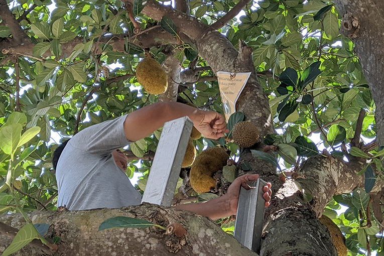 Unik, Pohon Nangka Berbuah Durian di Ponorogo