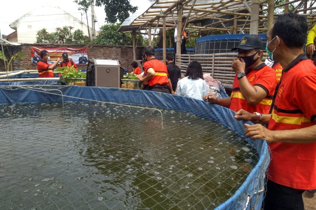 Begini Kiat Sukses Budi Daya Lele dari Anggota Polisi Probolinggo di Masa Pandemi