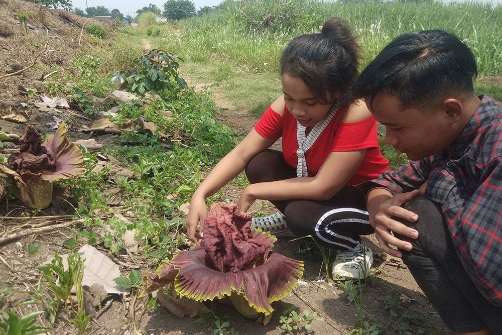 Fenomena Tahunan, Puluhan Bunga Bangkai Tumbuh Liar di Dusun Pendowo