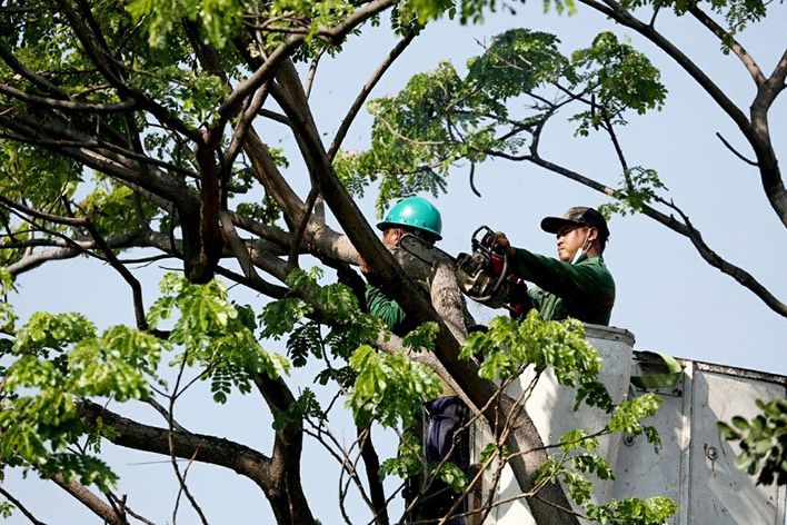 Hasil Perantingan Pohon oleh DKRTH Disulap Jadi Kursi hingga Bahan Bakar Listrik