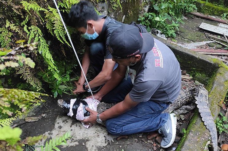 Buaya Muara Peliharaan Nenek Mojokerto Akhirnya Dievakuasi BKSDA