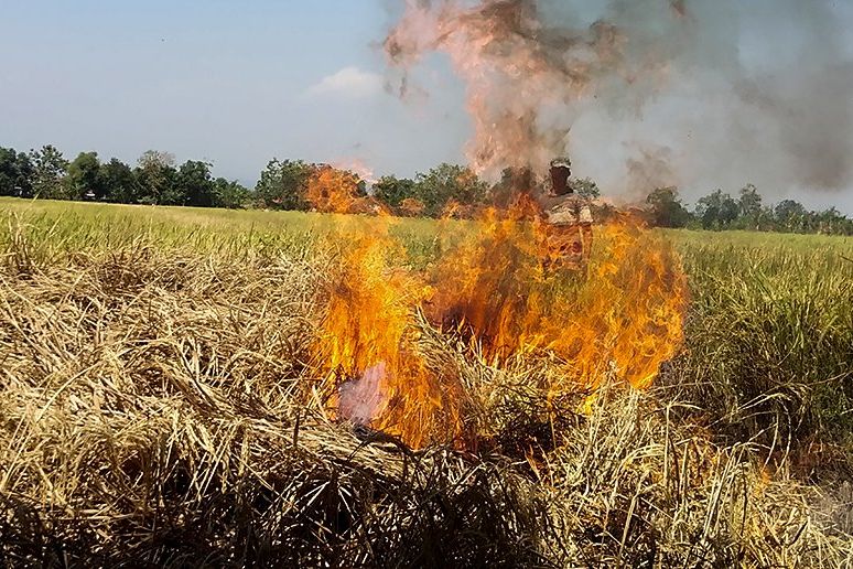 Ratusan Hektare Sawah Gagal Panen Diserang Hama, Petani Rugi Rp 15 Juta