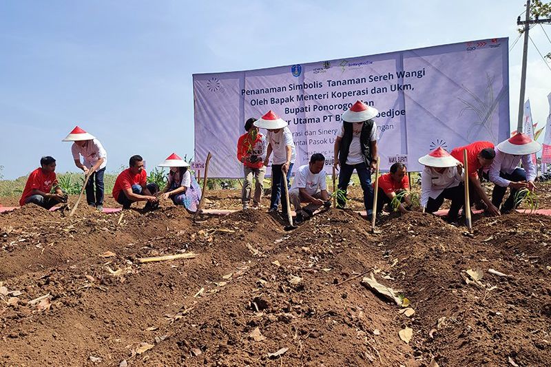 65 Hektar Lahan di Ponorogo Ditanami Sereh Wangi, Offtaker Jamin Harga Stabil