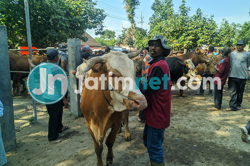 Pandemi Covid-19, Harga Hewan Kurban di Ponorogo Terjun Bebas