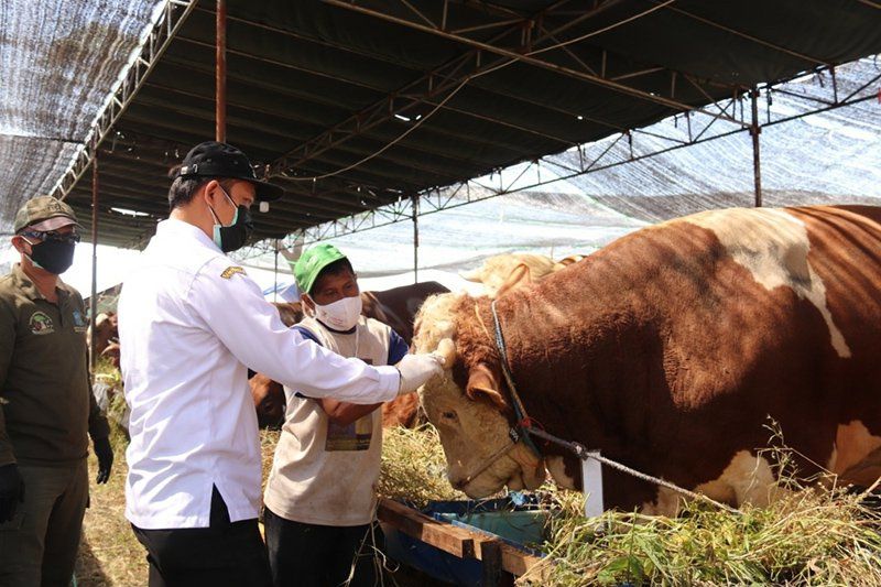 Jelang Pelaksanaan Hari Raya Iduladha, Tim DKPP Lakukan Pemeriksaan Kesehatan Hewan Kurban