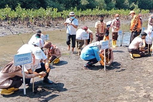 Pesisir Pantai di Tiga Desa Probolinggo Ditanami Puluhan Ribu Mangrove