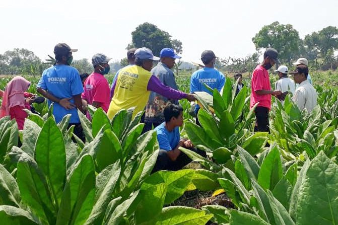 Dispertan Gresik Fasilitasi Petani Lewat DBHCHT Kembangkan Budidaya Tembakau