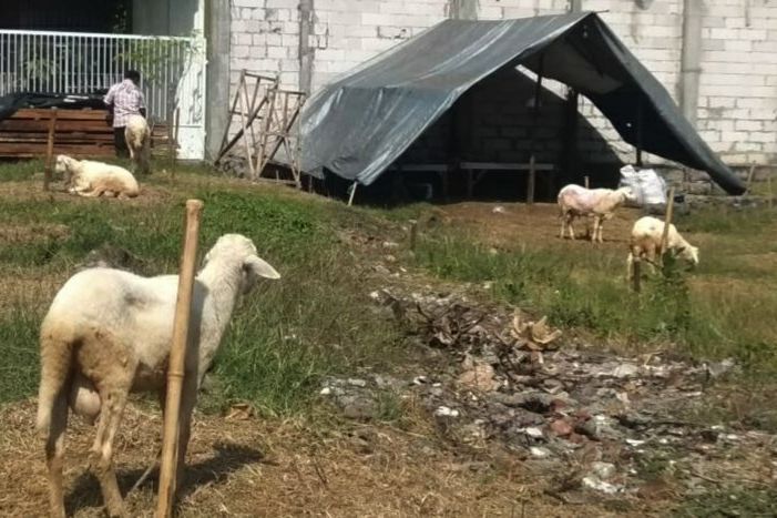 Penjualan Hewan Kurban Saat PPKM Darurat di Probolinggo Lesu Pembeli