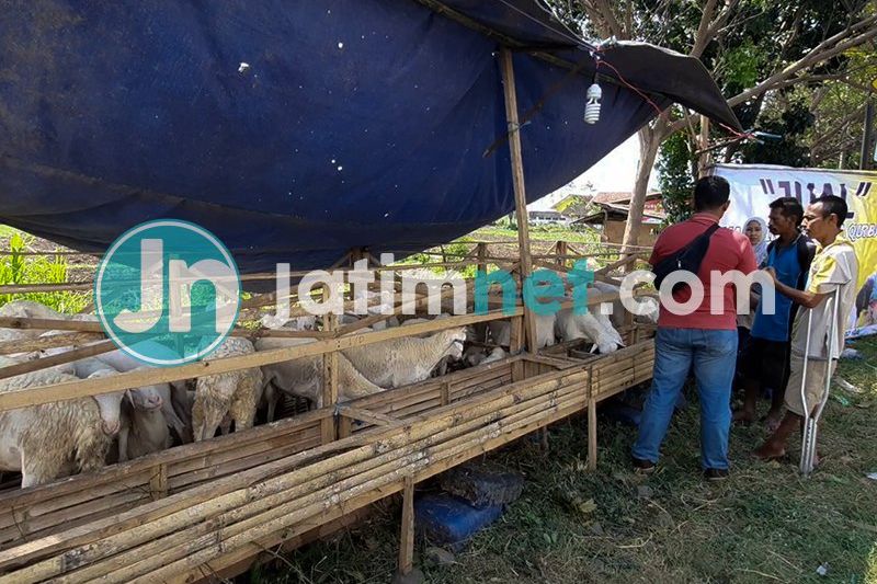 Efek Pandemi, Penjualan Hewan Kurban di Probolinggo Sepi Pembeli