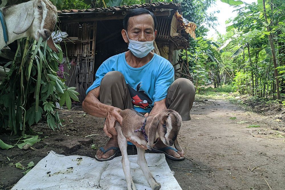 Kambing di Ponorogo Lahir Hanya Dengan Sepasang Kaki Belakang