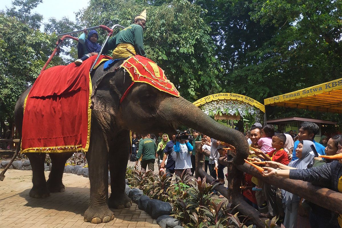 Sambut Nataru KBS Kenalkan Satwa dan Budaya Nusantara Indonesia