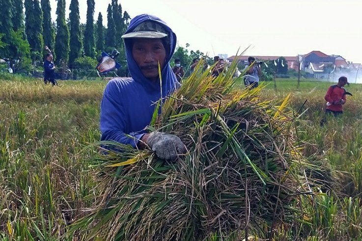 Jadi Percontohan, Petani Kedurus Surabaya Sukses Panen 1,2 Ton Beras Merah