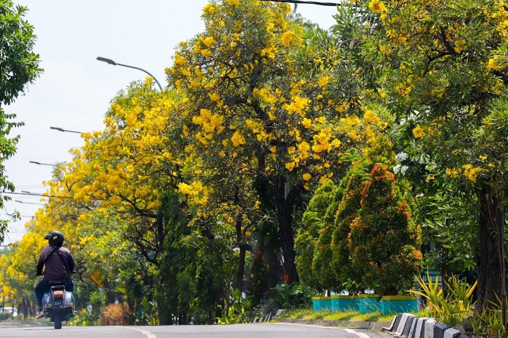 Bunga Tabebuya Bermekaran Lagi di Kota Surabaya