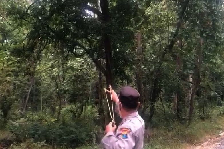 Kera Liar Hutan Baluran Mulai Ganggu Pengguna Jalan, Polisi Lakukan “Penyekatan”